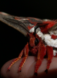 Cecropia Moth